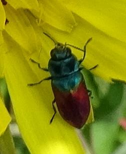Anthaxia salicis